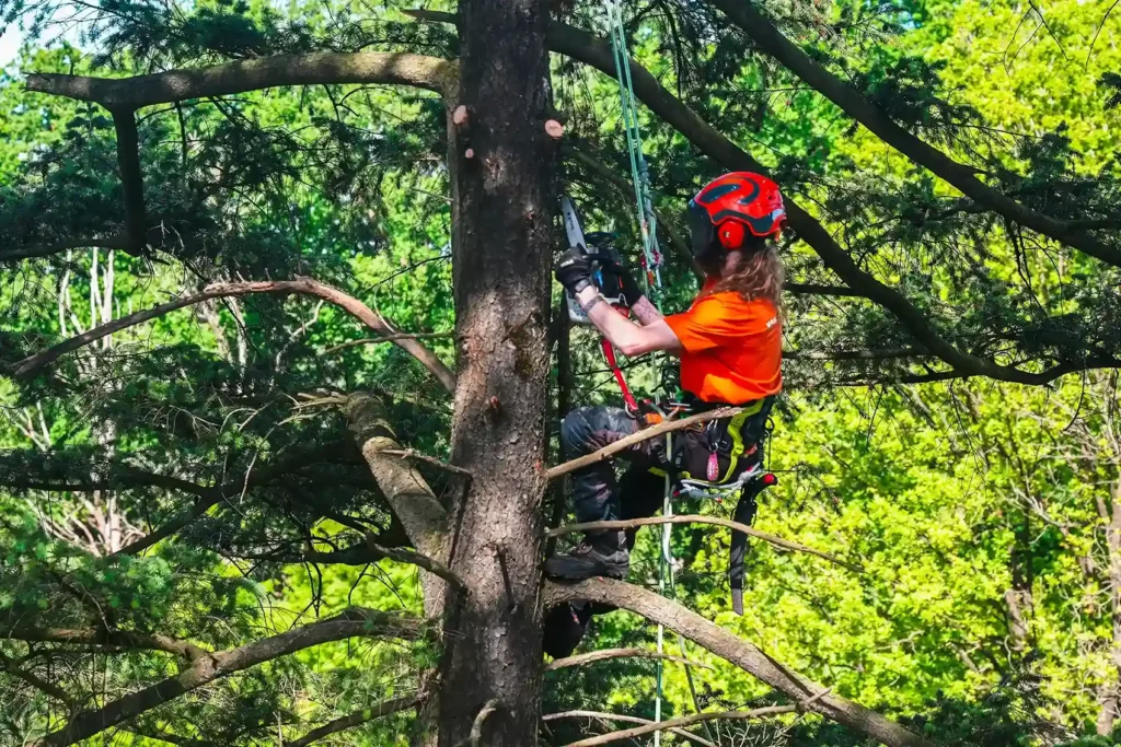 Op bezoek bij Luc boomverzorger